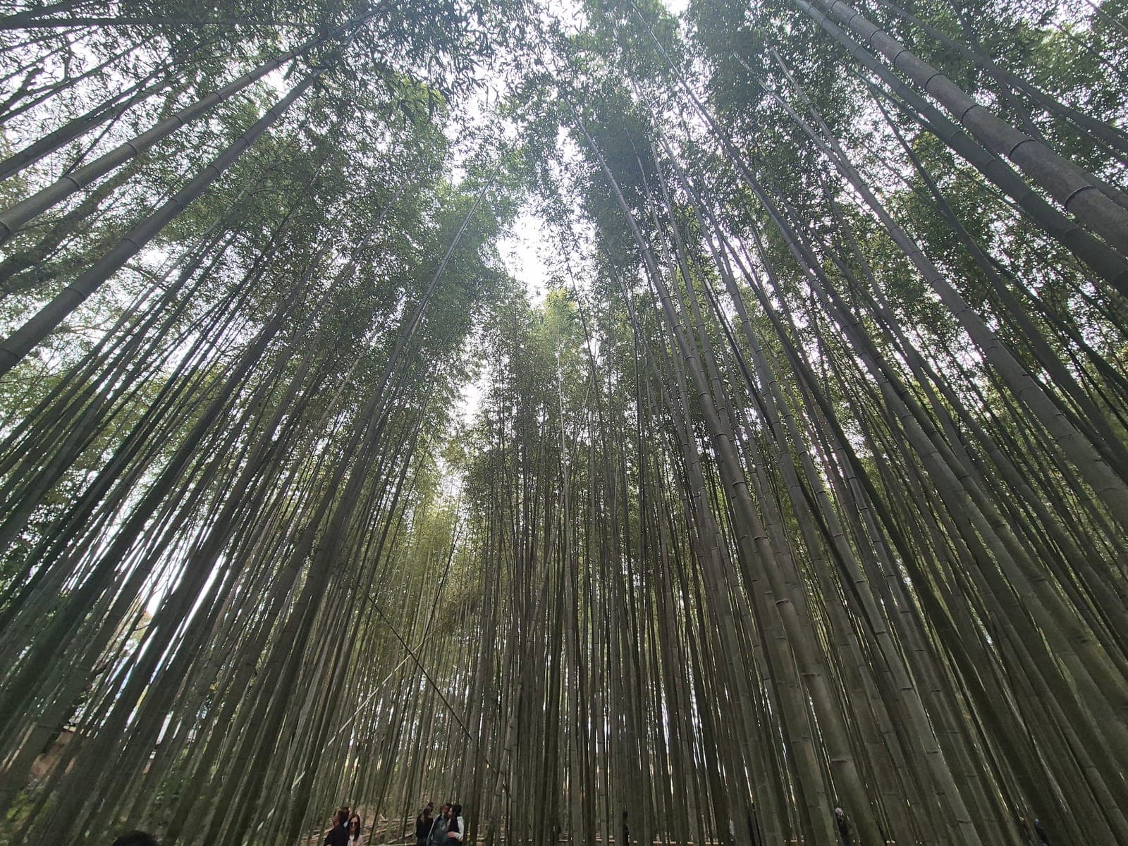 Vista hacia arriba de las altas cañas de bambú del bosque de Arashiyama, con las copas filtrando la luz del cielo