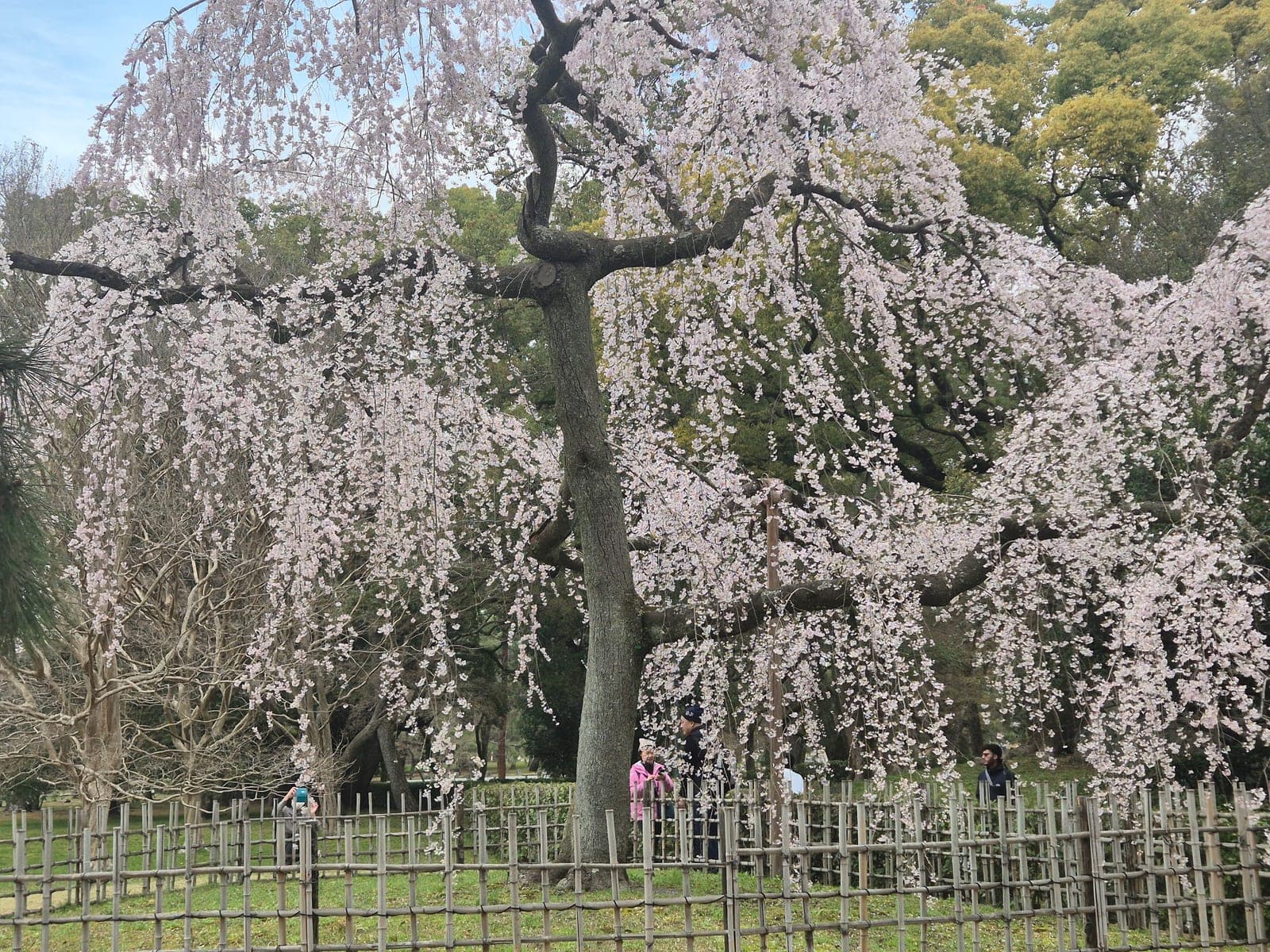 Un cerezo llorón en plena floración en el Jardín Nacional Kyoto Gyoen, con visitantes fotografiándolo detrás de una cerca de bambú