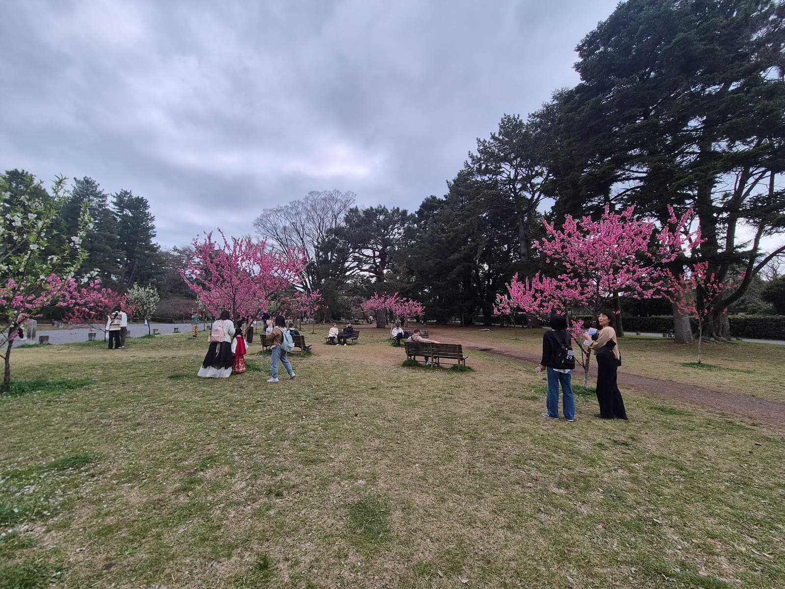 Visitantes caminando entre ciruelos en flor de color rosa intenso sobre el pasto del Jardín Nacional Kyoto Gyoen