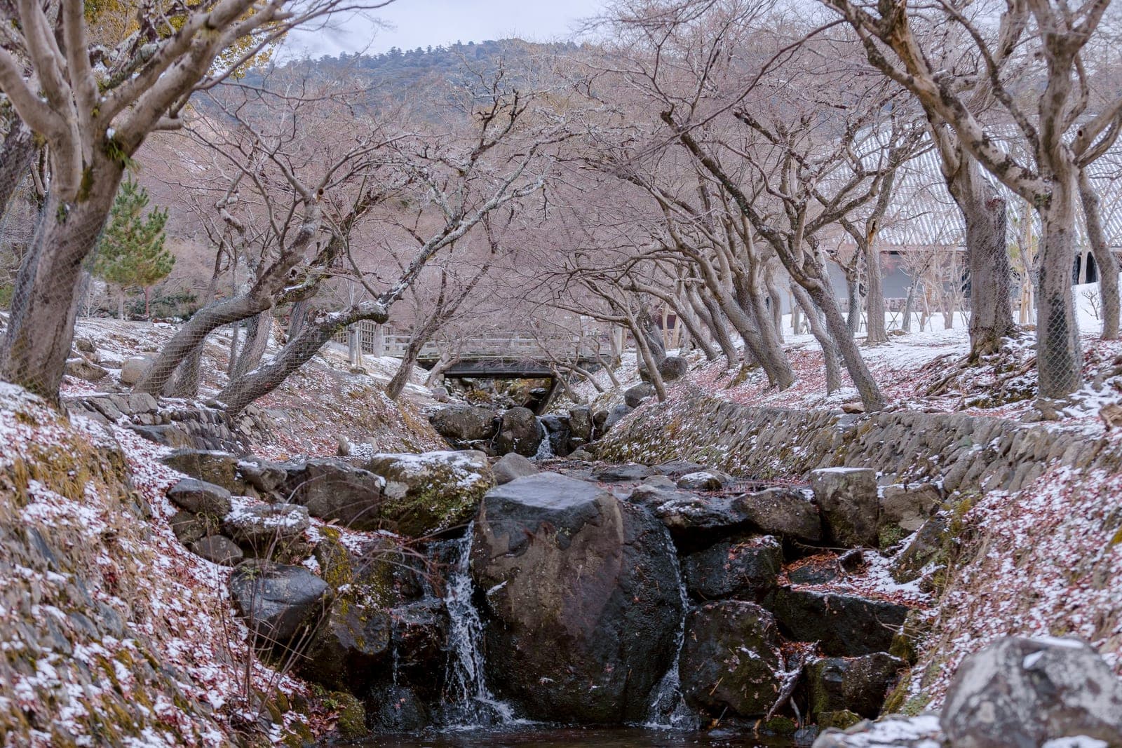Un arroyo de Maruyama-kōen entre cerezos sin hojas y ligeramente nevados, con un puente de madera al fondo