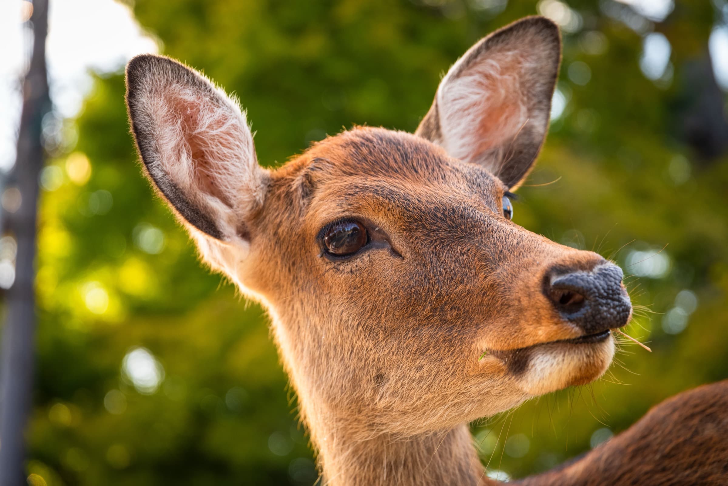 Primer plano de un ciervo de Nara Park inclinando la cabeza hacia una persona, el gesto que muchos visitantes interpretan como una reverencia
