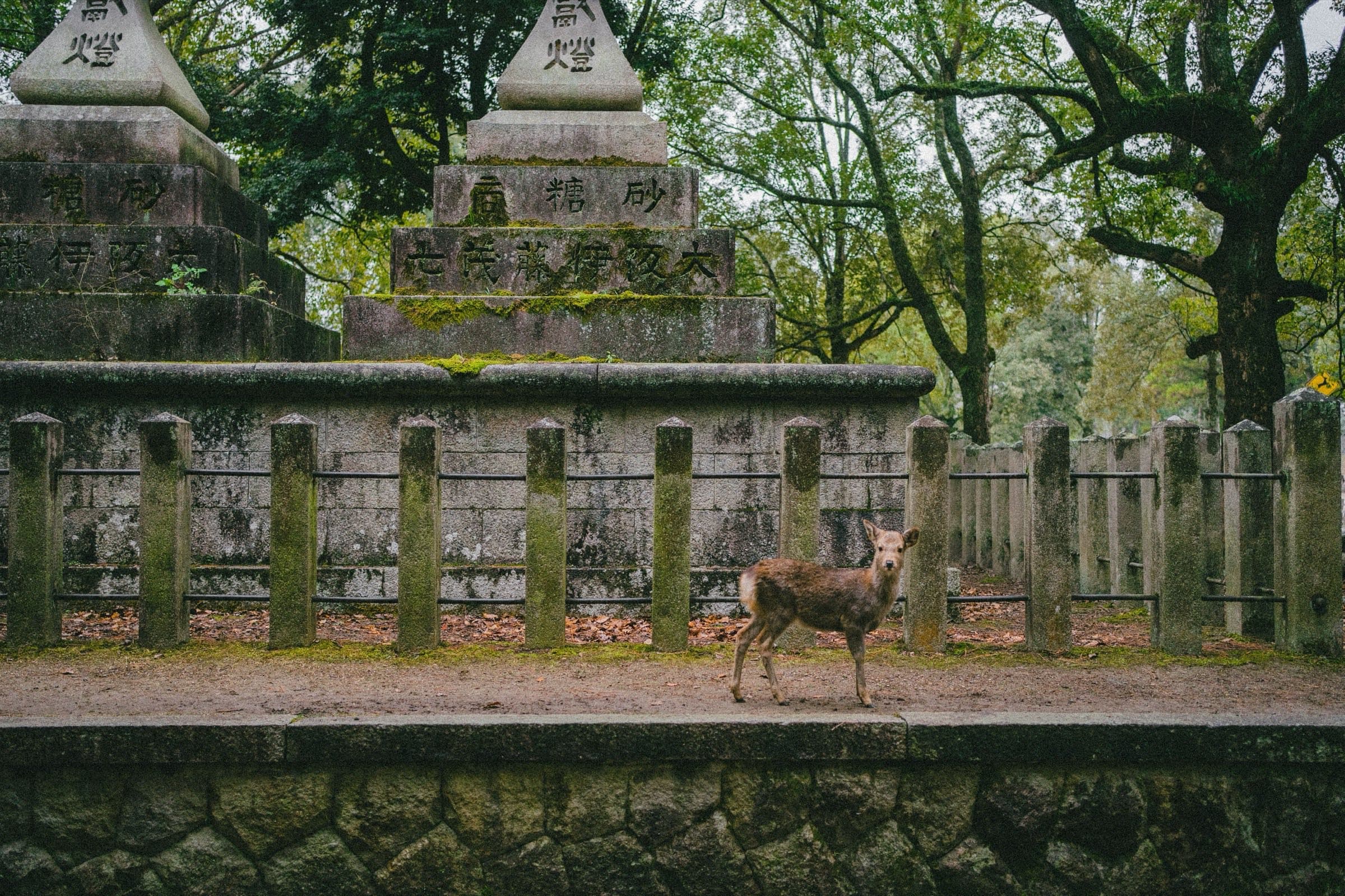 Un venado de pie sobre el pasto frente a un templo tradicional de madera, entre los árboles del parque de Nara