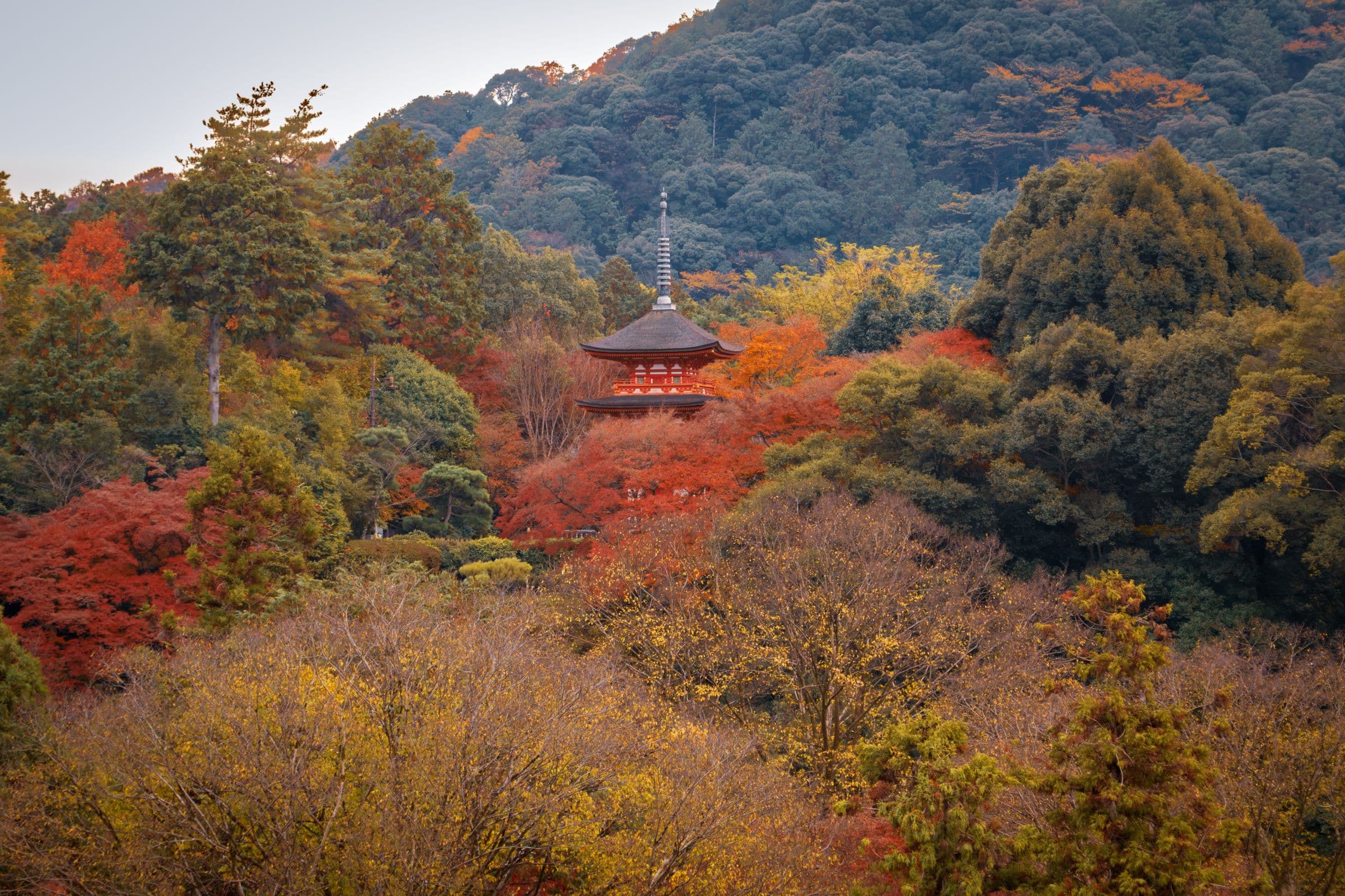 Una pagoda de madera bermellón asoma entre los arces rojos y dorados del otoño, con la ladera boscosa de una montaña de Kioto al fondo