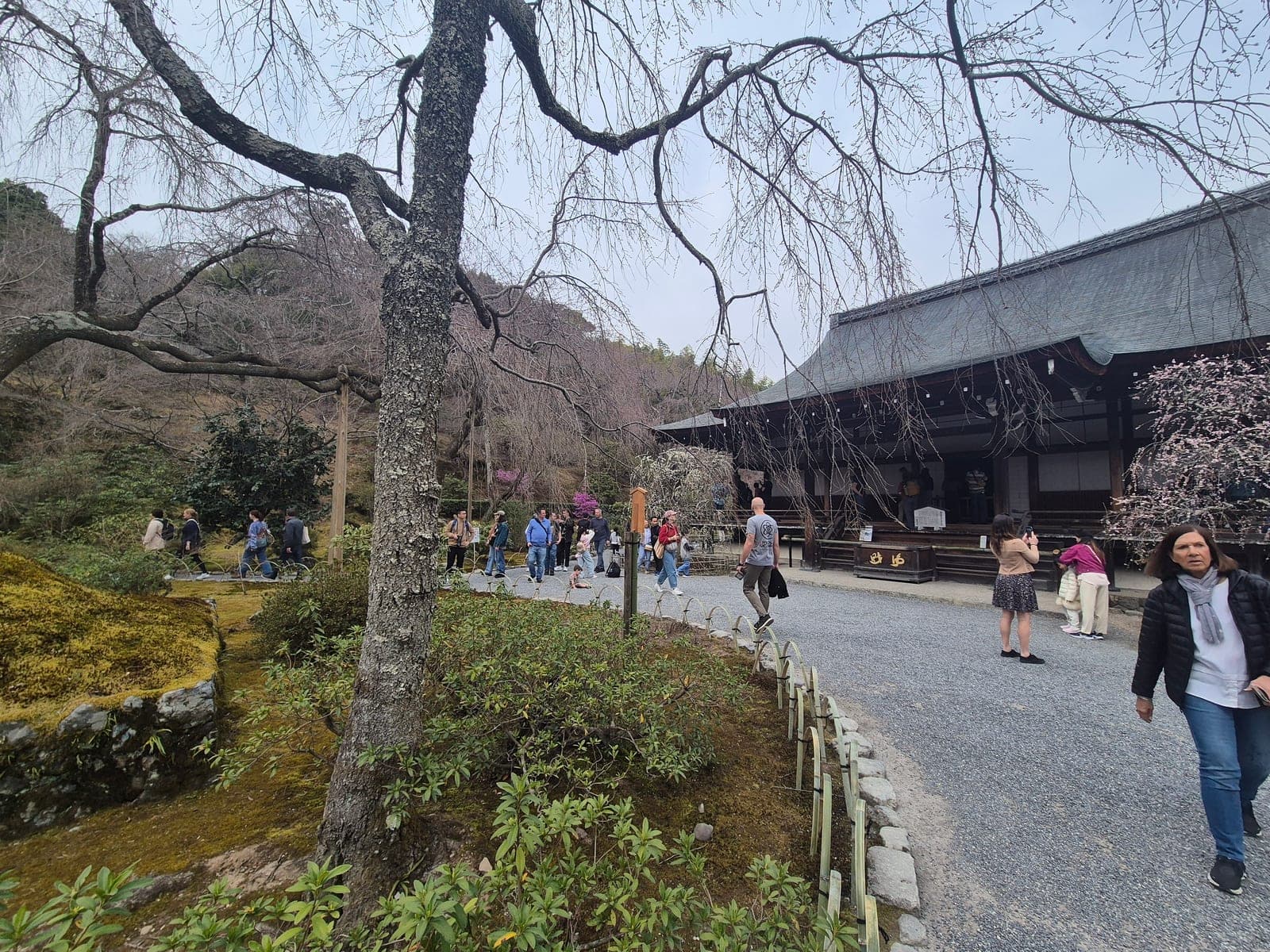 El salón principal del templo Jojakko-ji junto a un cerezo llorón con las primeras flores de sakura, y visitantes caminando por el jardín