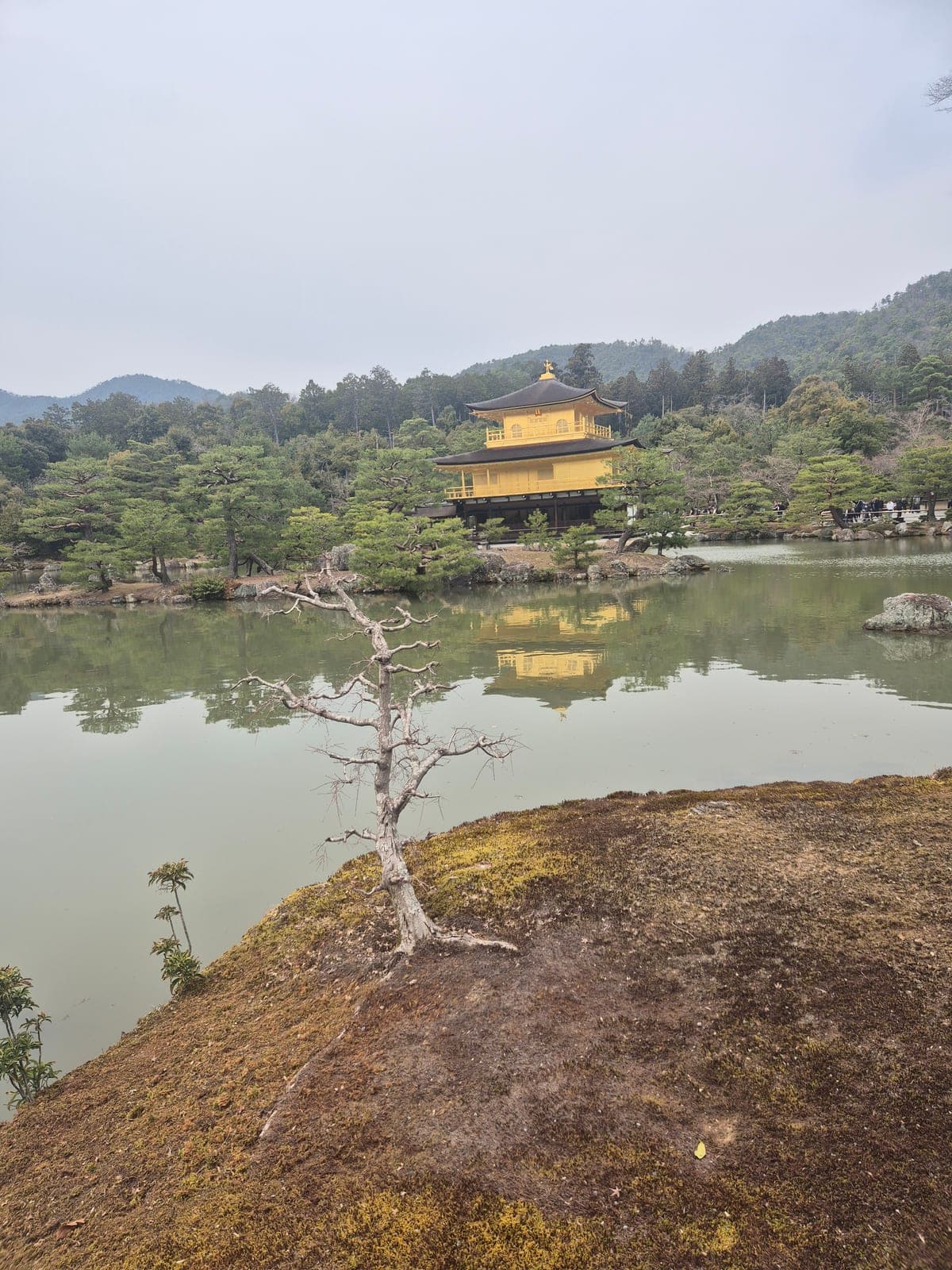 El Pabellón Dorado de Kinkaku-ji reflejado en el estanque Kyōko-chi, con un pino seco en primer plano sobre un promontorio de musgo