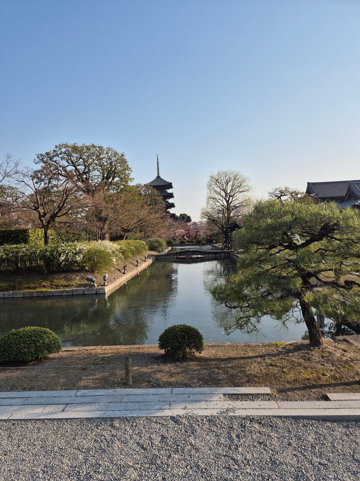 El jardín del templo Tō-ji con un sauce sobre el estanque, un puente de piedra y la pagoda de cinco pisos asomando entre los árboles, con flores de cerezo (sakura) al fondo