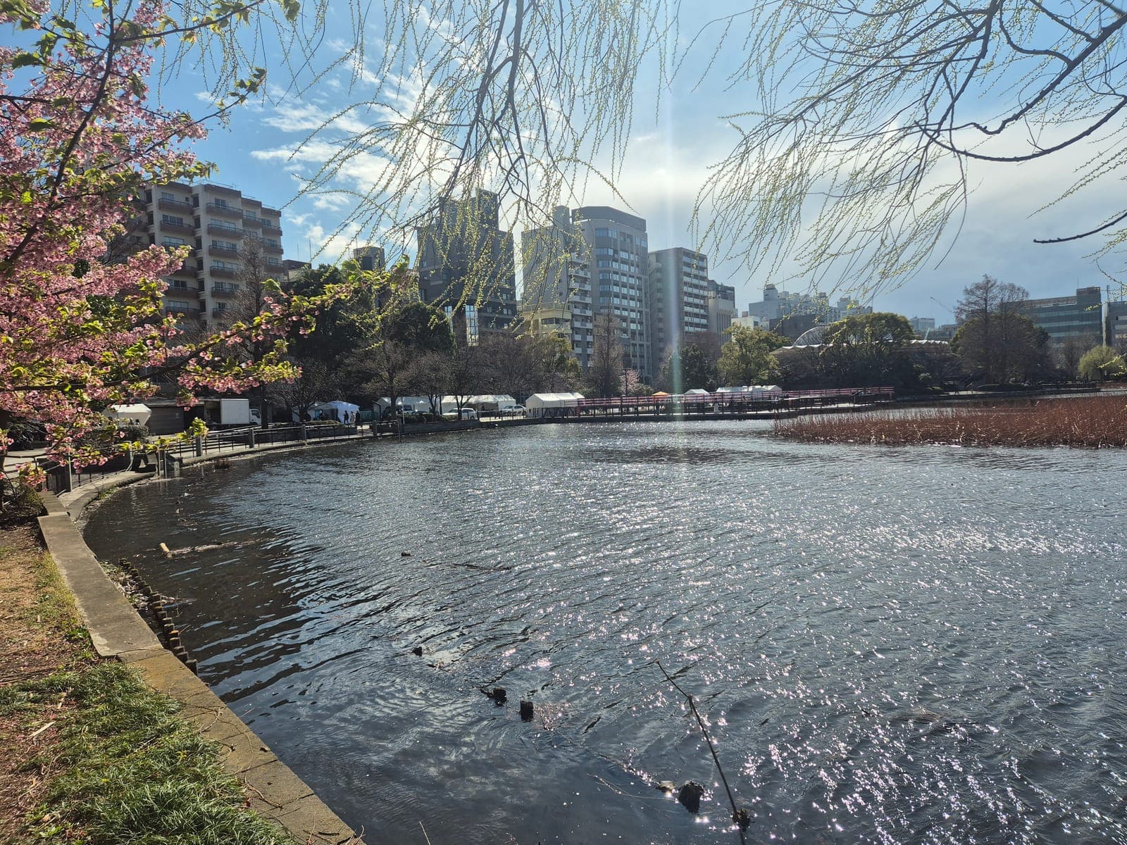El estanque Shinobazu en el parque Ueno rodeado de cerezos en flor, con el horizonte de Tokio al fondo