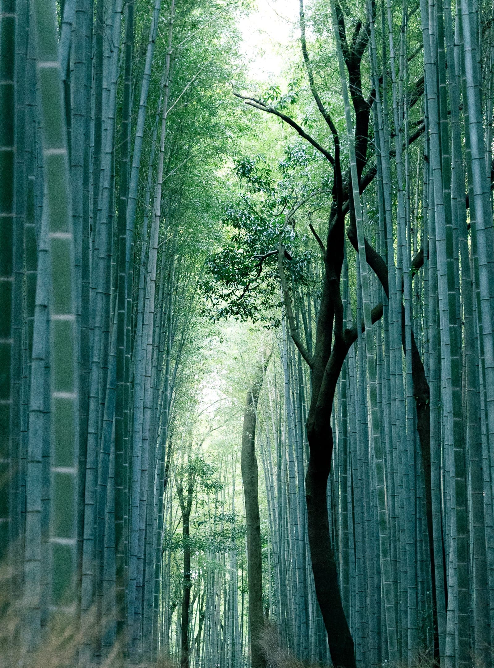 El sendero del bosque de bambú de Arashiyama en Kioto, con altas cañas de bambú verde formando una bóveda a ambos lados