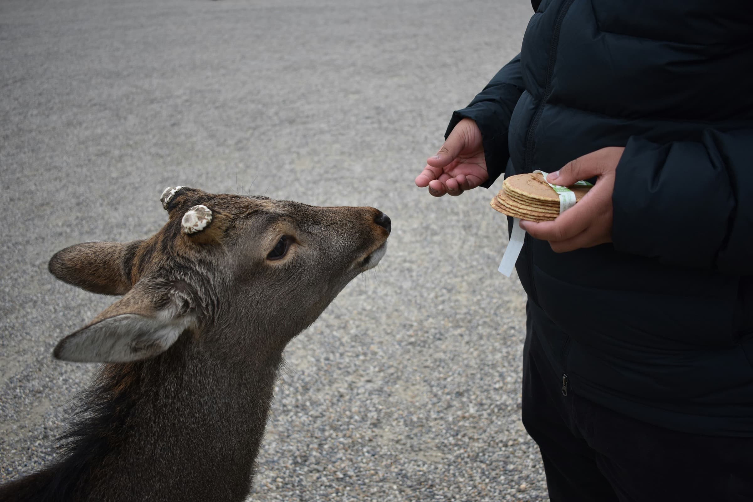 Un venado de Nara con los cuernos recortados mira de frente la mano de una persona que sostiene un paquete de galletas shika senbei