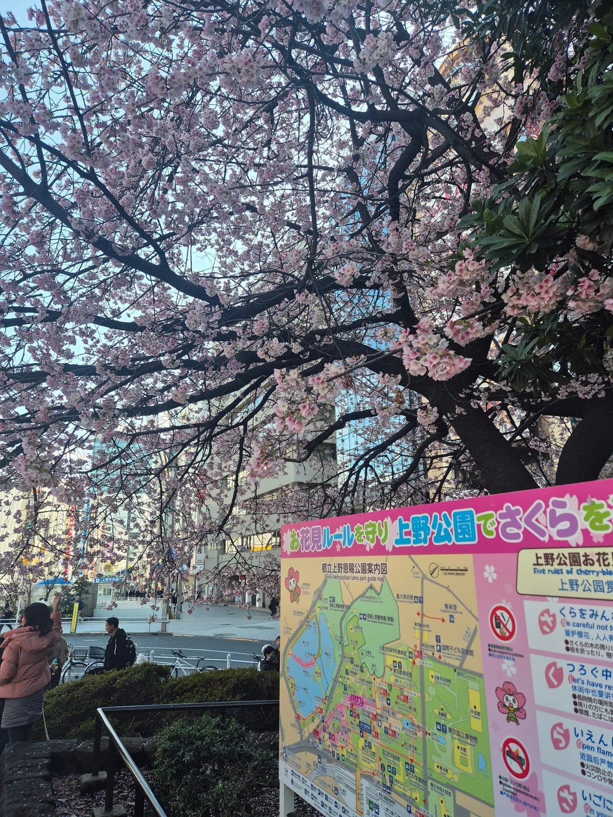 Rama con flores de cerezo de cerca, con pétalos rosas y blancos, en el parque Ueno
