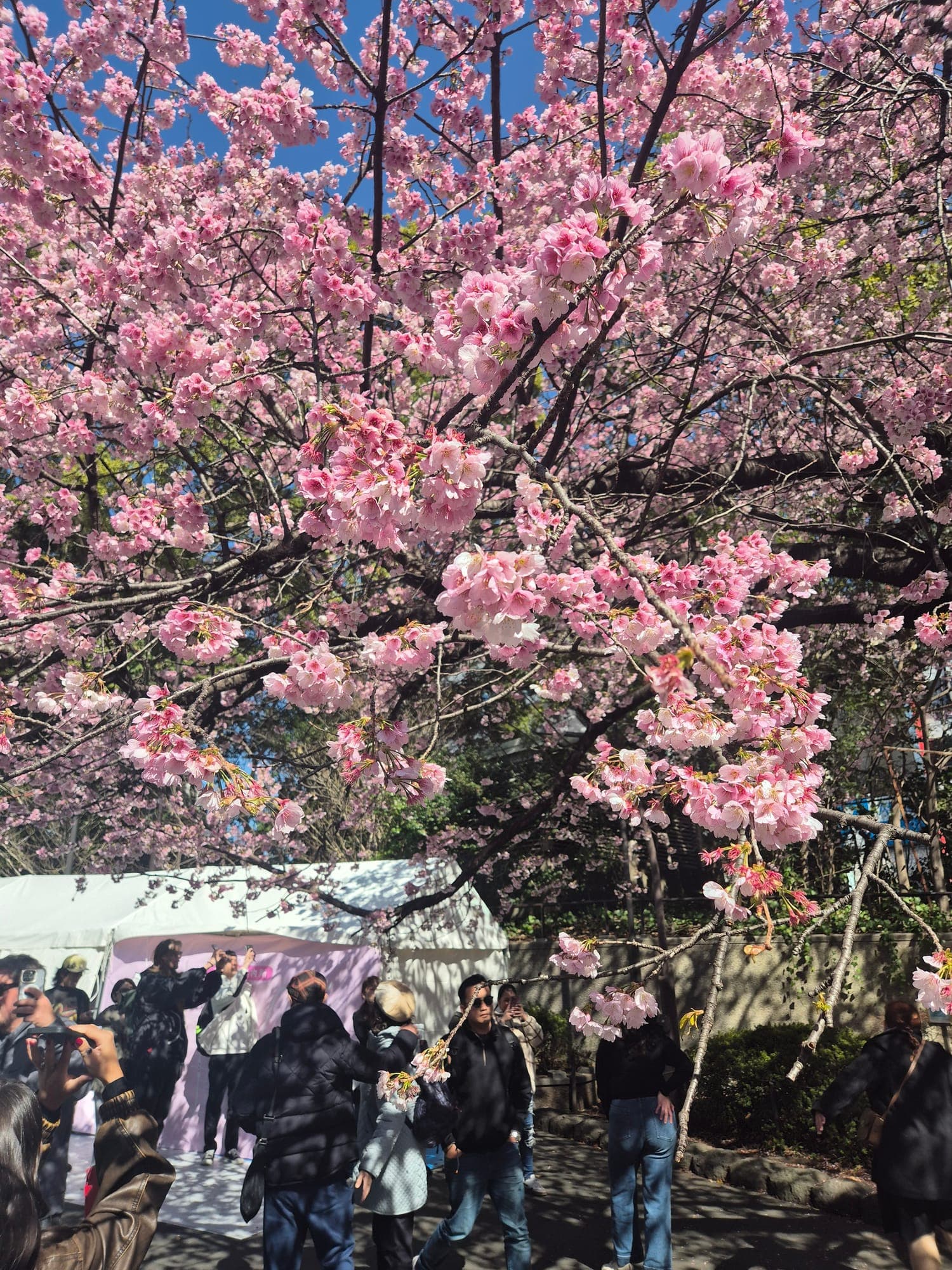 Cerezos en plena floración bajo un cielo azul mientras la gente hace hanami (picnic bajo los cerezos)