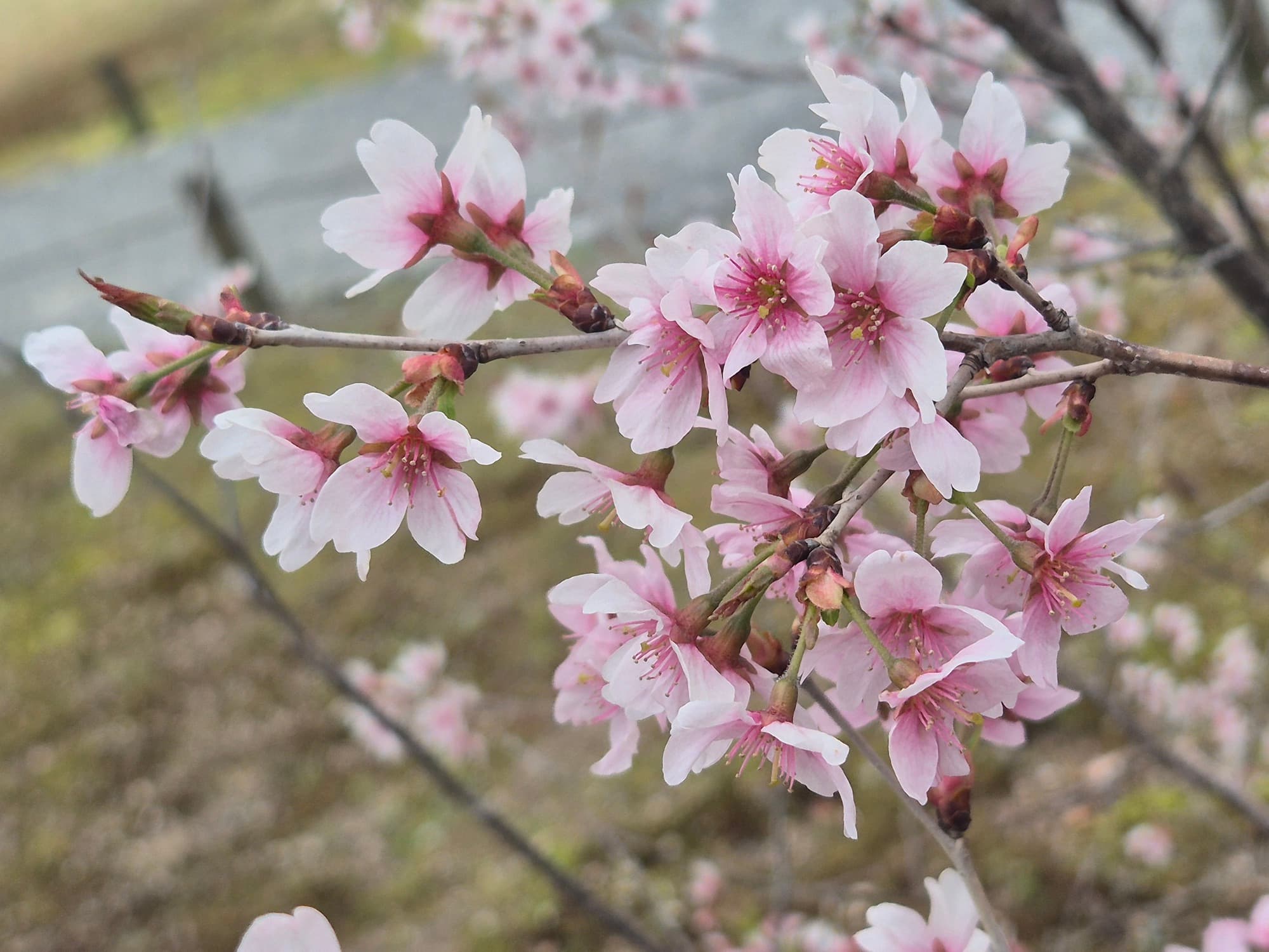 Primer plano de flores de cerezo (sakura) de color rosa pálido en plena floración sobre una rama