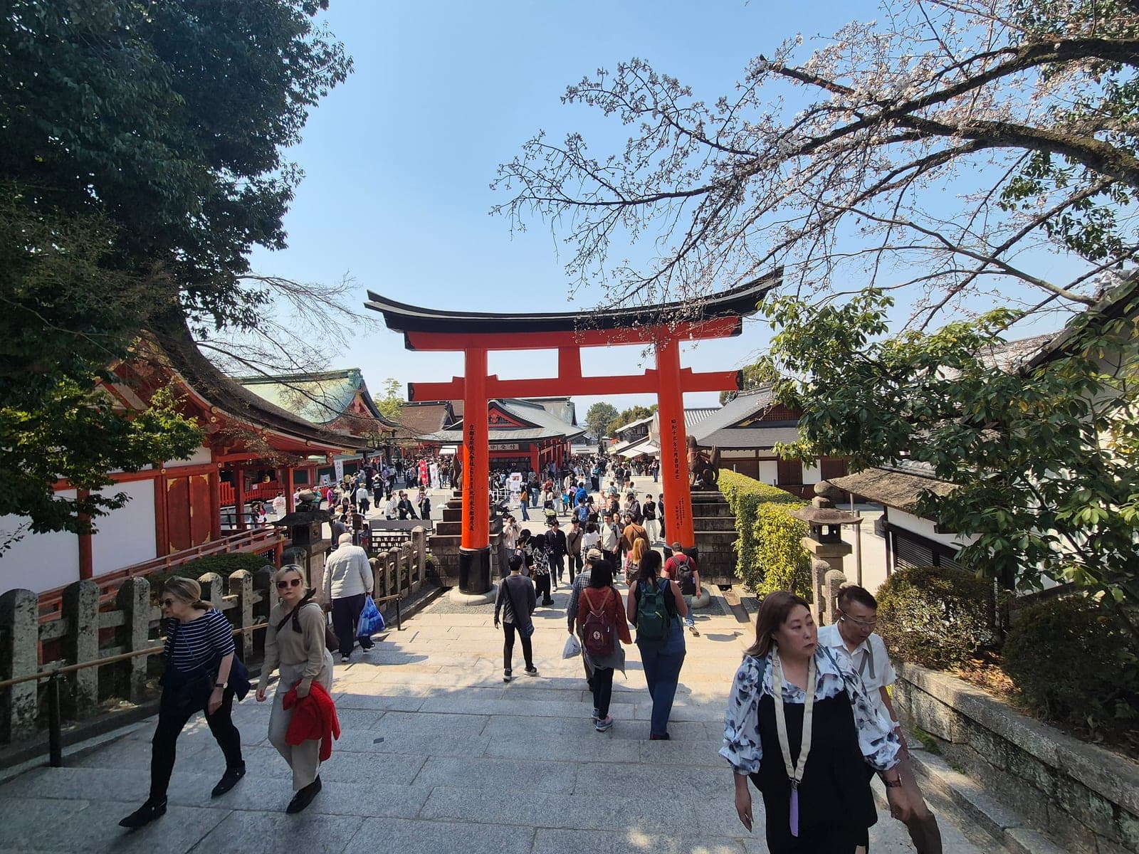 El gran torii de entrada al santuario Fushimi Inari Taisha lleno de visitantes a media mañana, con ramas de cerezo floreciendo encima