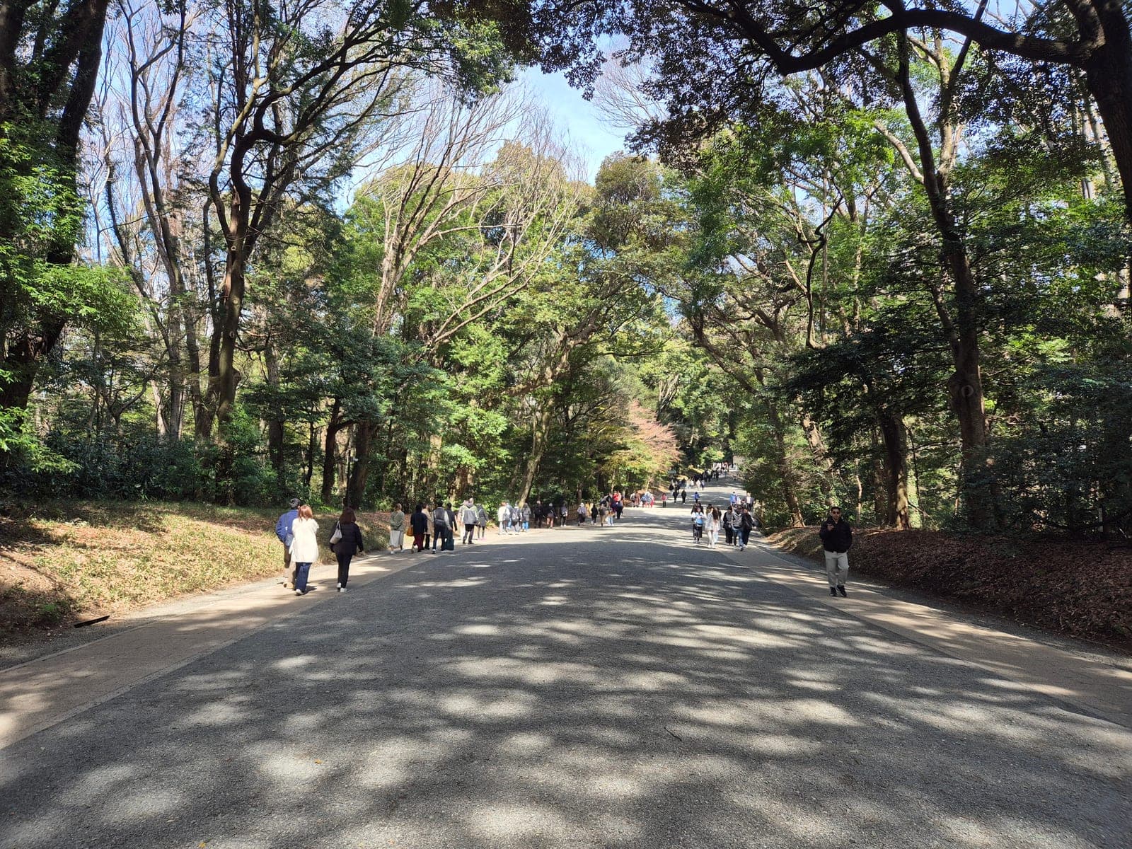 El sando, el camino de grava del santuario Meiji Jingū, flanqueado por árboles altos que forman un túnel de sombra sobre el sendero